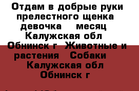 Отдам в добрые руки прелестного щенка, девочка, 1 месяц - Калужская обл., Обнинск г. Животные и растения » Собаки   . Калужская обл.,Обнинск г.